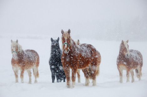 horses-in-snow2