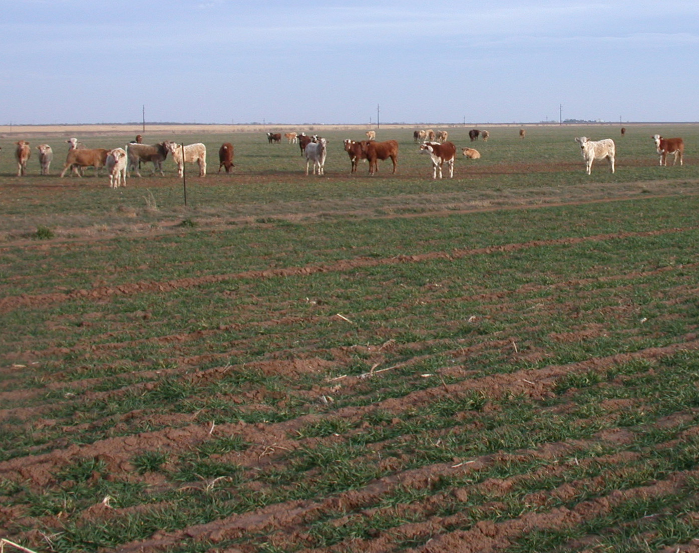 cattle winterwheat