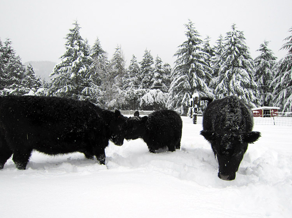 cattle snow angus