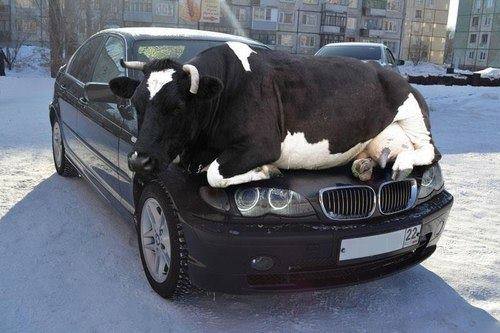 cow hoodofcar