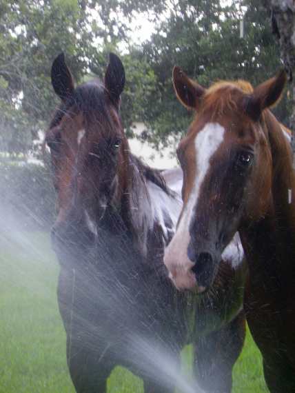 horses sprinkler